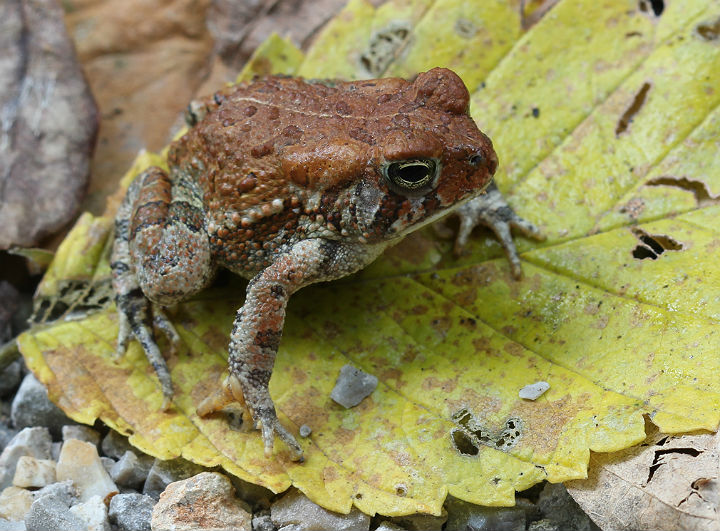 Dwarf American Toad